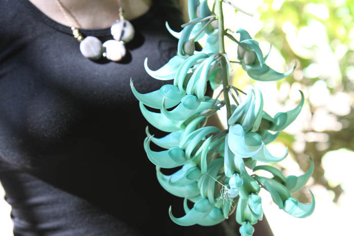 turquoise hanging orchid